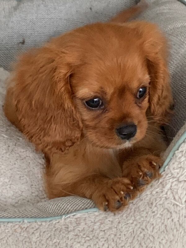 Cavalier King Charles Spaniel puppies for sale in Kingston upon Hull, East Riding of Yorkshire – 1 year old - Image 5 of 15