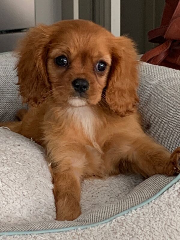 Cavalier King Charles Spaniel puppies for sale in Kingston upon Hull, East Riding of Yorkshire – 1 year old - Image 6 of 15