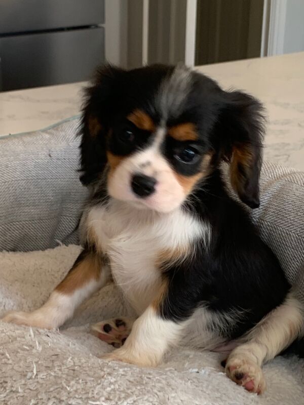 Cavalier King Charles Spaniel puppies for sale in Kingston upon Hull, East Riding of Yorkshire – 1 year old - Image 7 of 15