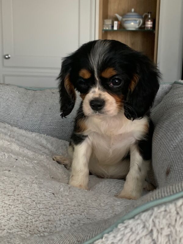 Cavalier King Charles Spaniel puppies for sale in Kingston upon Hull, East Riding of Yorkshire – 1 year old - Image 9 of 15