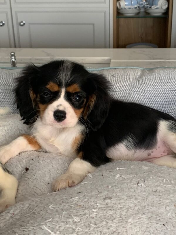 Cavalier King Charles Spaniel puppies for sale in Kingston upon Hull, East Riding of Yorkshire – 1 year old - Image 10 of 15