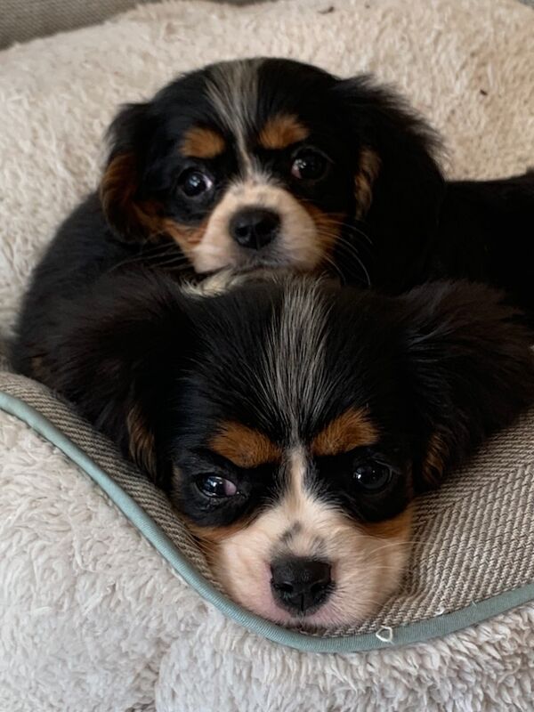 Cavalier King Charles Spaniel puppies for sale in Kingston upon Hull, East Riding of Yorkshire – 1 year old - Image 11 of 15