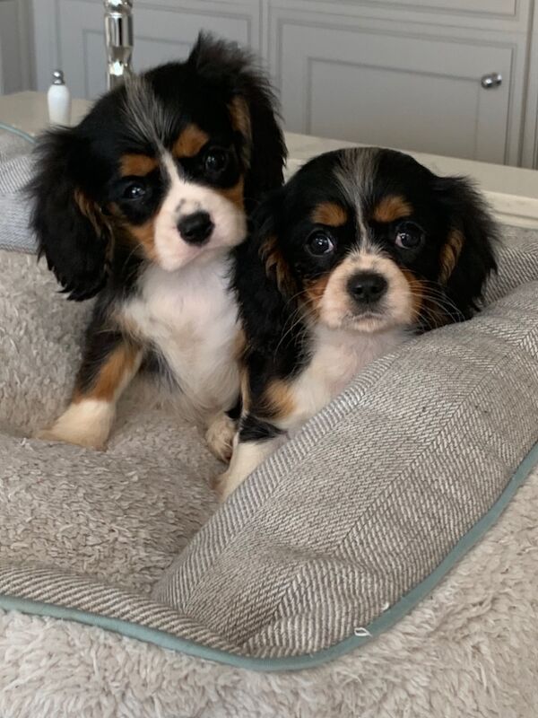 Cavalier King Charles Spaniel puppies for sale in Kingston upon Hull, East Riding of Yorkshire – 1 year old - Image 12 of 15
