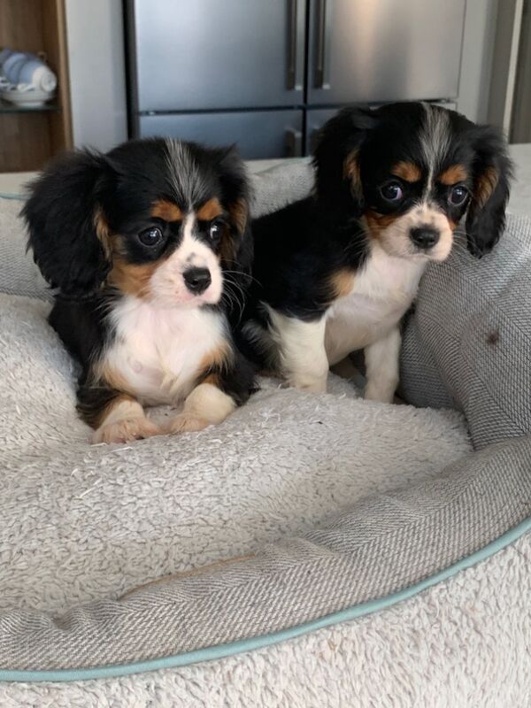 Cavalier King Charles Spaniel puppies for sale in Kingston upon Hull, East Riding of Yorkshire – 1 year old - Image 13 of 15