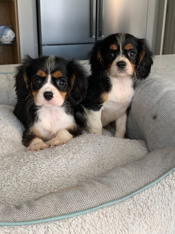 Cavalier King Charles Spaniel puppies for sale in Kingston upon Hull, East Riding of Yorkshire – 1 year old - Image 15 of 15