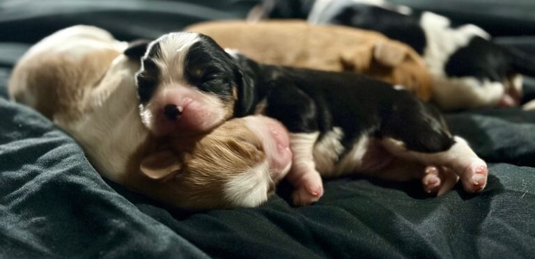 Kennel Club Registered Cavalier King Charles Spaniel Puppies For Sale