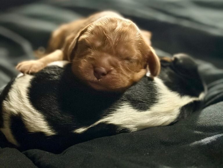 Cavalier King Charles Spaniel puppies for sale in Redditch, Worcestershire – KC registered, 2 weeks old - Image 2 of 4