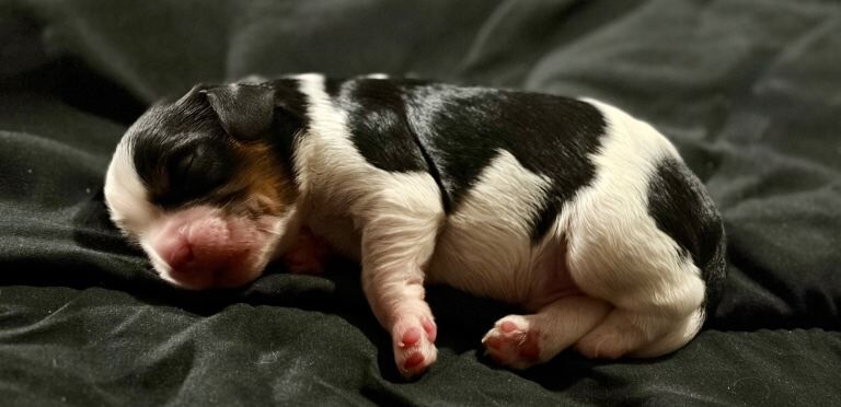 Cavalier King Charles Spaniel puppies for sale in Redditch, Worcestershire – KC registered, 2 weeks old - Image 3 of 4