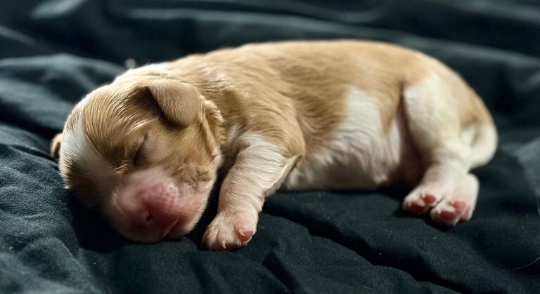 Cavalier King Charles Spaniel puppies for sale in Redditch, Worcestershire – KC registered, 2 weeks old - Image 4 of 4