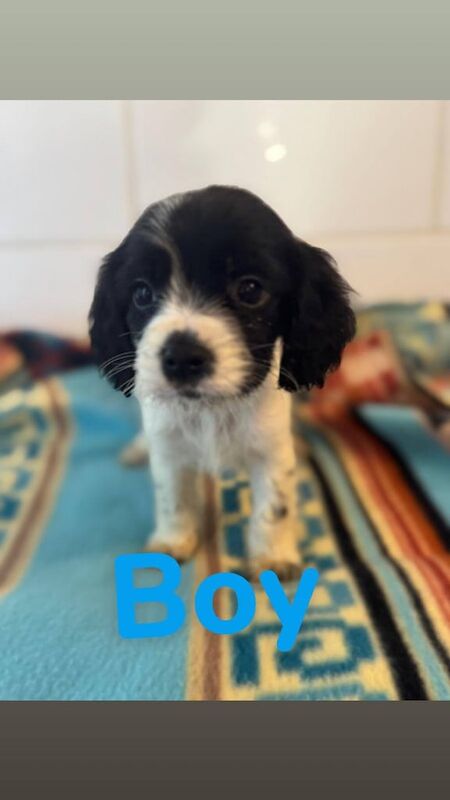 Cavalier King Charles Spaniel puppies for sale in Ashford, Kent – 7 weeks old