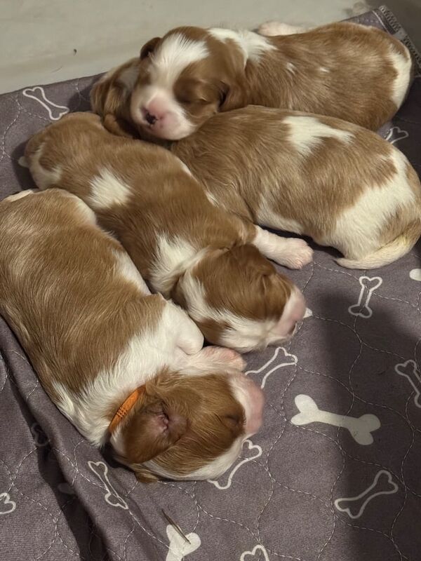 Cavalier King Charles Spaniel puppies for sale in Swadlincote, Derbyshire – KC registered, 2 weeks old