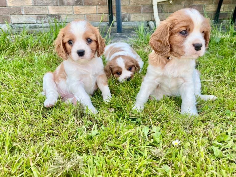 Beautiful KC Registered Cavalier King Charles Pups - Image 2 of 4