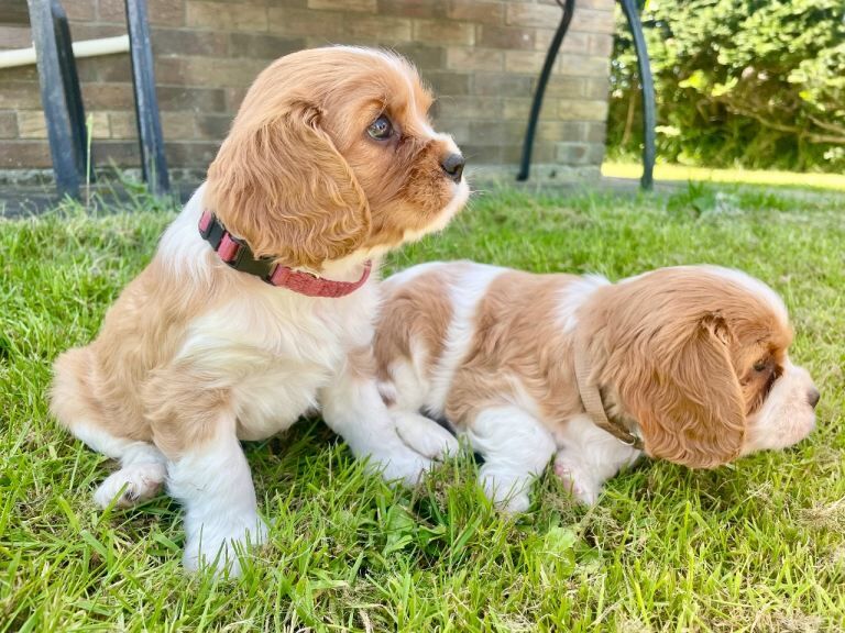 Beautiful KC Registered Cavalier King Charles Pups - Image 3 of 4