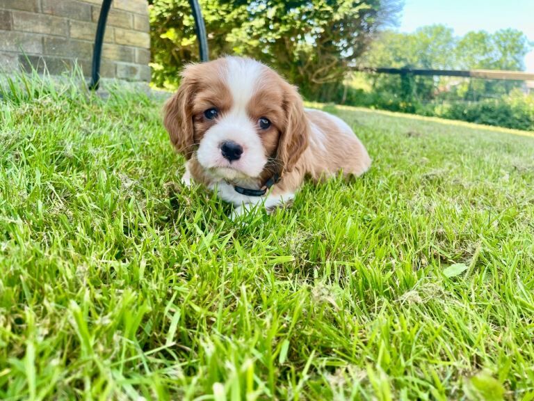 Beautiful KC Registered Cavalier King Charles Pups - Image 4 of 4