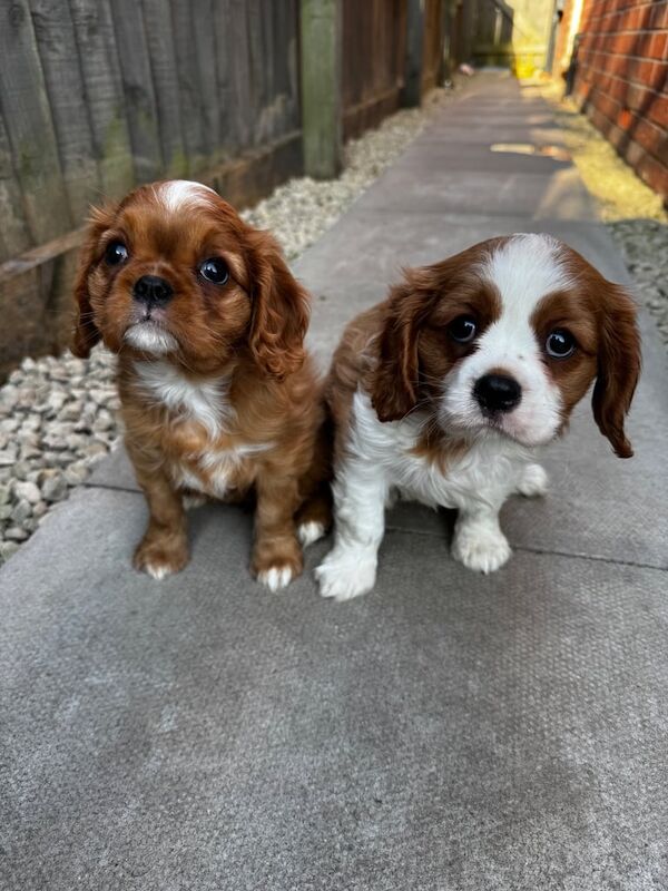 Beautiful little King Charles Spaniels for sale in Warrington, Cheshire
