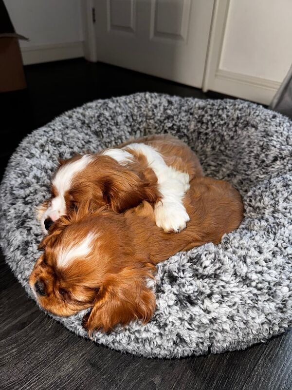 Beautiful little King Charles Spaniels for sale in Warrington, Cheshire | Image 2