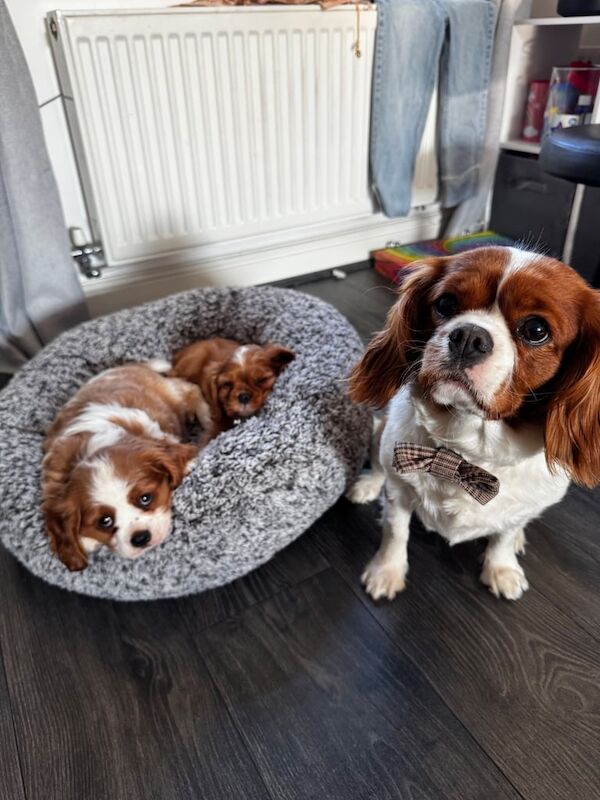 Beautiful little King Charles Spaniels for sale in Warrington, Cheshire | Image 3
