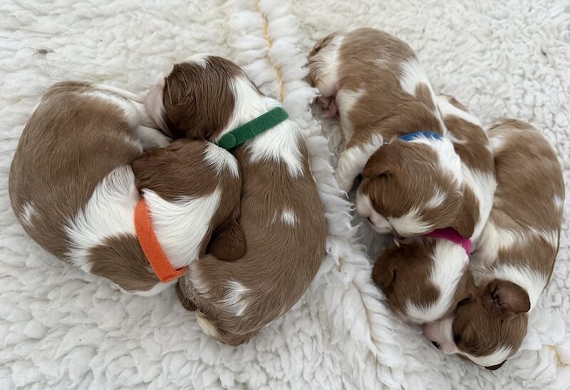 Cavalier King Charles Spaniel Puppies For Sale Under £1,000