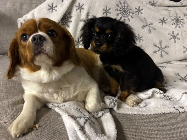 Black & Tan Cavalier King Charles Spaniel puppies