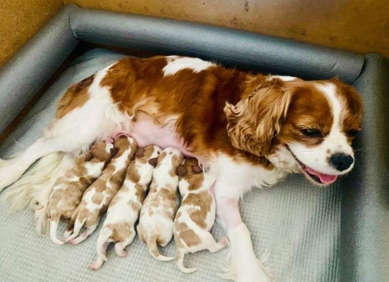 blenheim cavalier king Charles health tested - Image 3 of 3