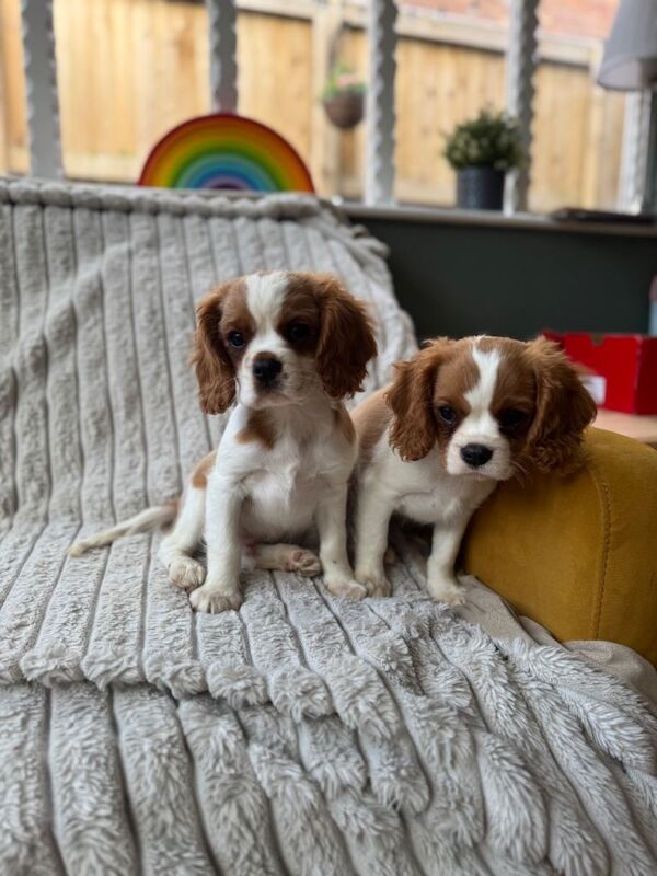 Kennel Club Registered Cavalier King Charles Spaniel Puppies For Sale