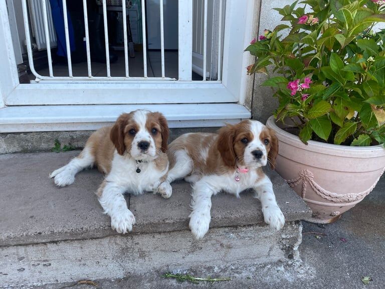 Cavalier King Charles Spaniel puppies for sale in Llandeilo, Dyfed β 9 weeks old