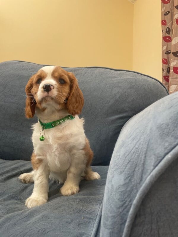 Cavalier King Charles Spaniel puppies for sale in Llandeilo, Dyfed – 9 weeks old - Image 2 of 3