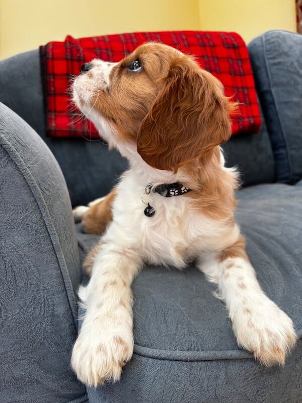 Cavalier King Charles Spaniel puppies for sale in Llandeilo, Dyfed – 9 weeks old - Image 3 of 3