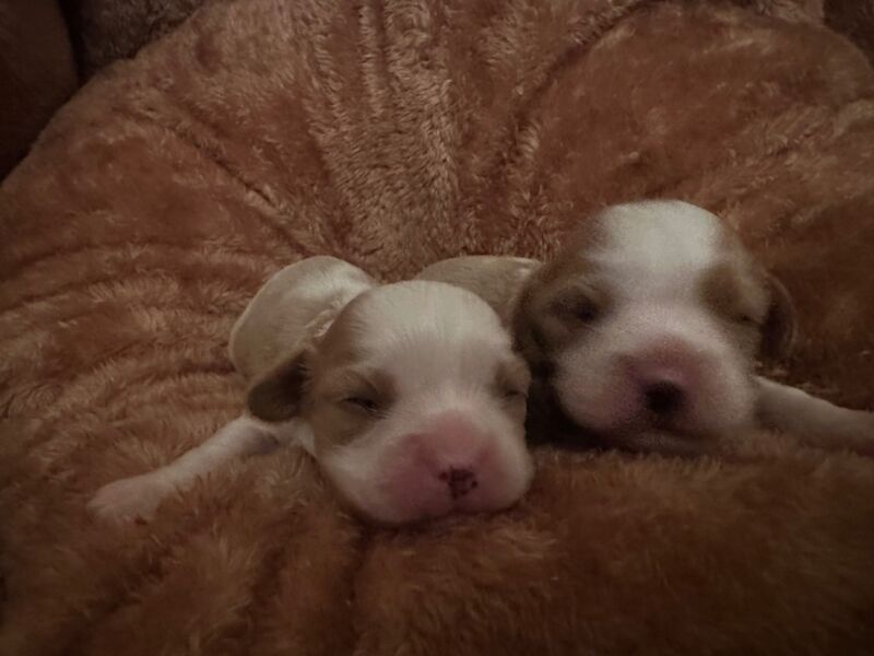 Cavalier King Charles Spaniel puppies for sale in CA8 7LD – 1 week old