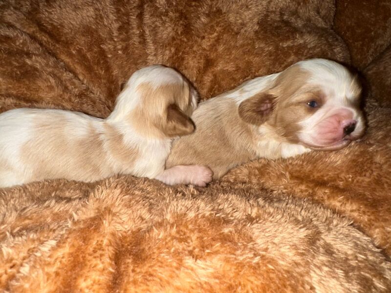 Cavalier King Charles Spaniel puppies for sale in CA8 7LD – 2 weeks old - Image 2 of 4
