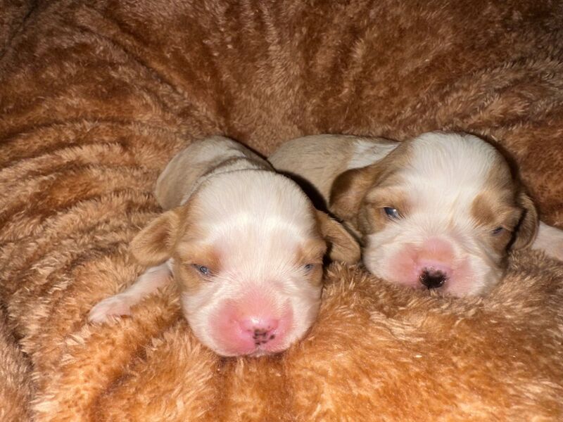 Cavalier King Charles Spaniel puppies for sale in CA8 7LD – 2 weeks old - Image 3 of 4