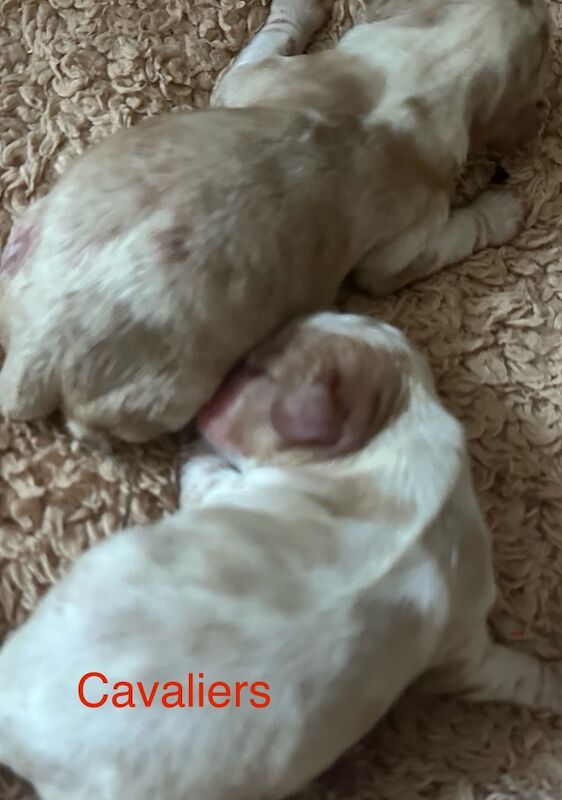 Cavalier King Charles Spaniel puppies for sale in CA8 7LD – 6 days old