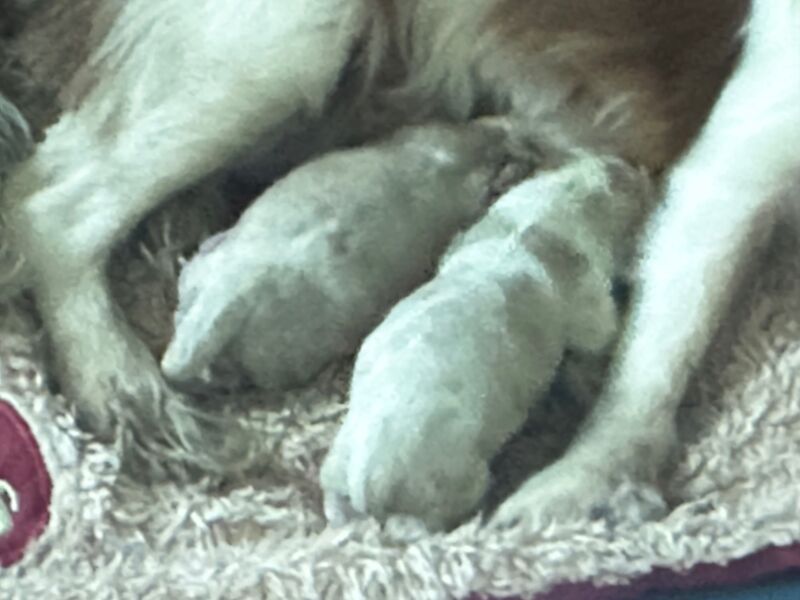 Cavalier King Charles Spaniel puppies for sale in CA8 7LD – 6 days old - Image 2 of 3