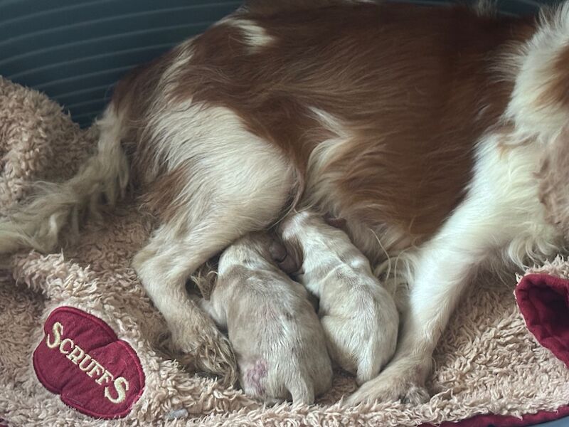 Cavalier King Charles Spaniel puppies for sale in CA8 7LD – 6 days old - Image 3 of 3