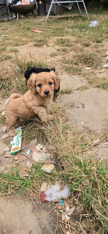 Cavalier King Charles Spaniel puppies for sale in Kennington, Kent – 6 weeks old