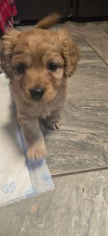 Cavalier King Charles Spaniel puppies for sale in Kennington, Kent – 6 weeks old - Image 2 of 3
