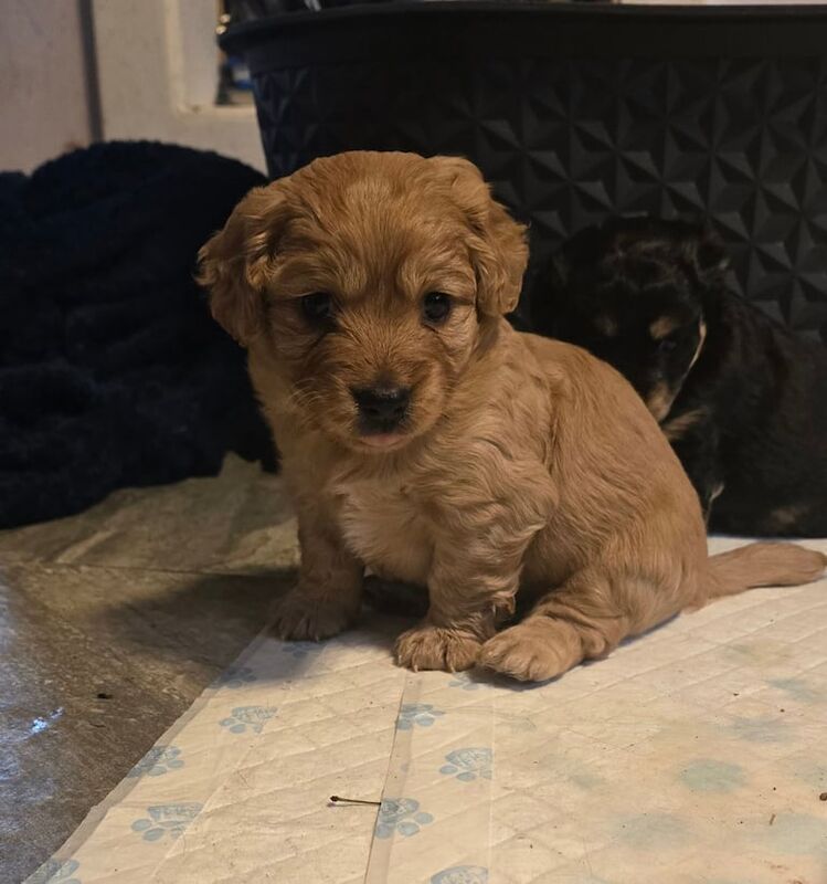 Cavalier King Charles Spaniel puppies for sale in Kennington, Kent – 6 weeks old - Image 3 of 3