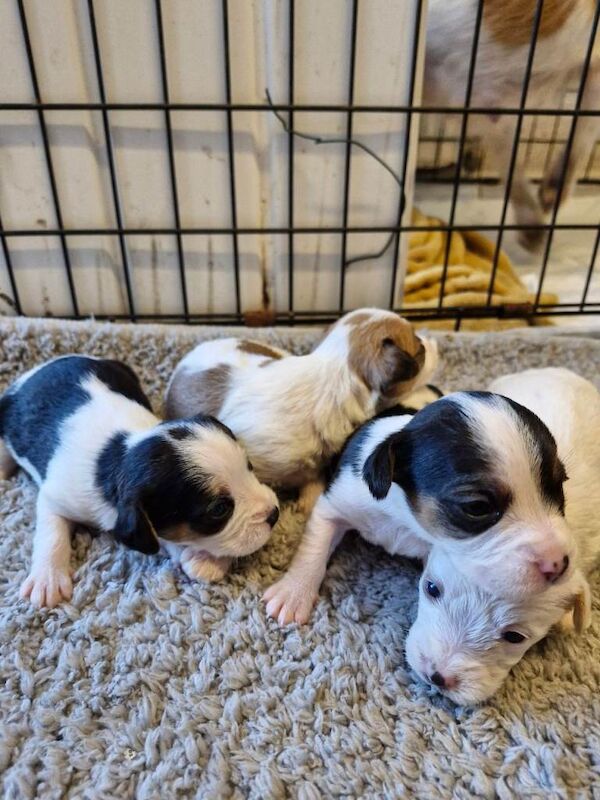 Cavalier King Charles Spaniel Puppies For Sale Under £1,000