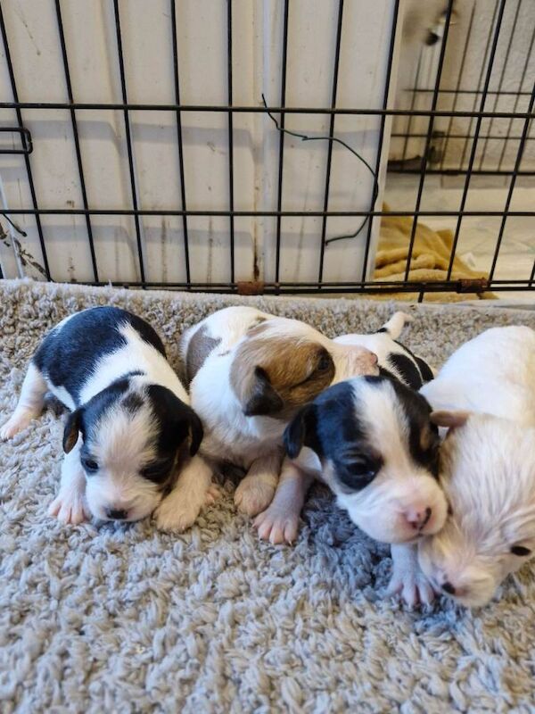 Cavalier King Charles Spaniel puppies for sale in Glenrothes, Fife – 7 weeks old - Image 2 of 4