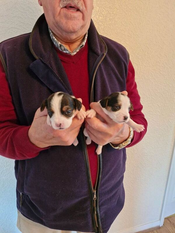 Cavalier King Charles Spaniel puppies for sale in Glenrothes, Fife – 7 weeks old - Image 3 of 4