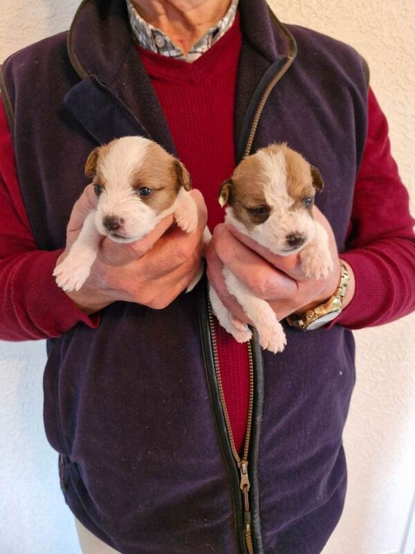 Cavalier King Charles Spaniel puppies for sale in Glenrothes, Fife – 7 weeks old - Image 4 of 4