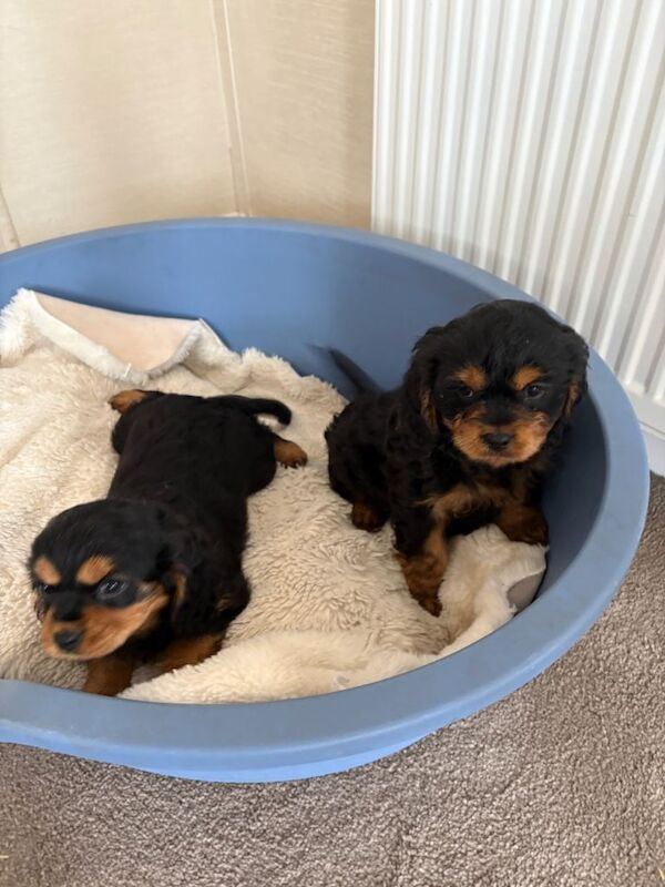 King Charles Spaniel Puppies For Sale