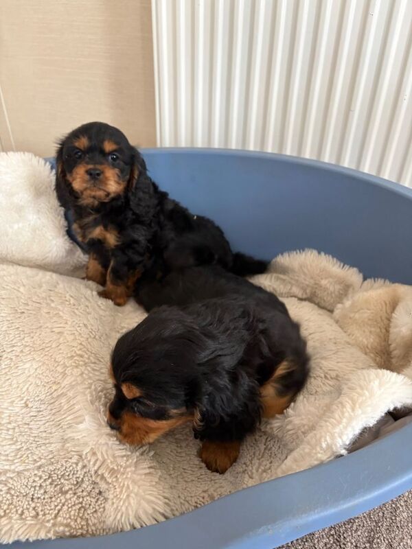 Cavalier cross cavapoo - Image 3 of 6