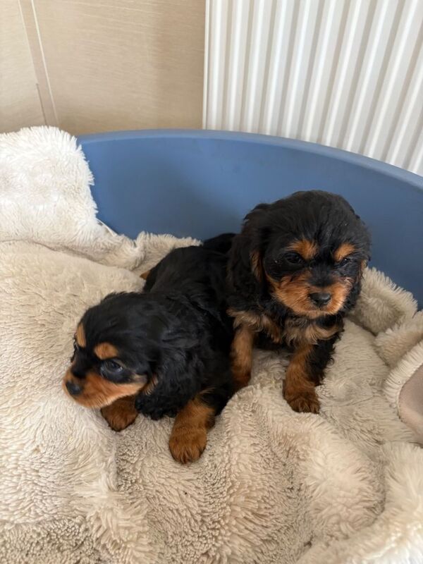 Cavalier cross cavapoo - Image 4 of 6