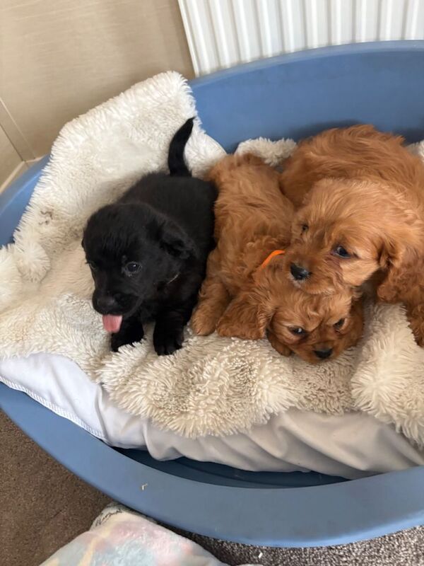 Cavalier cross cavapoo - Image 6 of 6