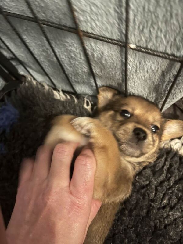 King Charles Spaniel Puppies For Sale