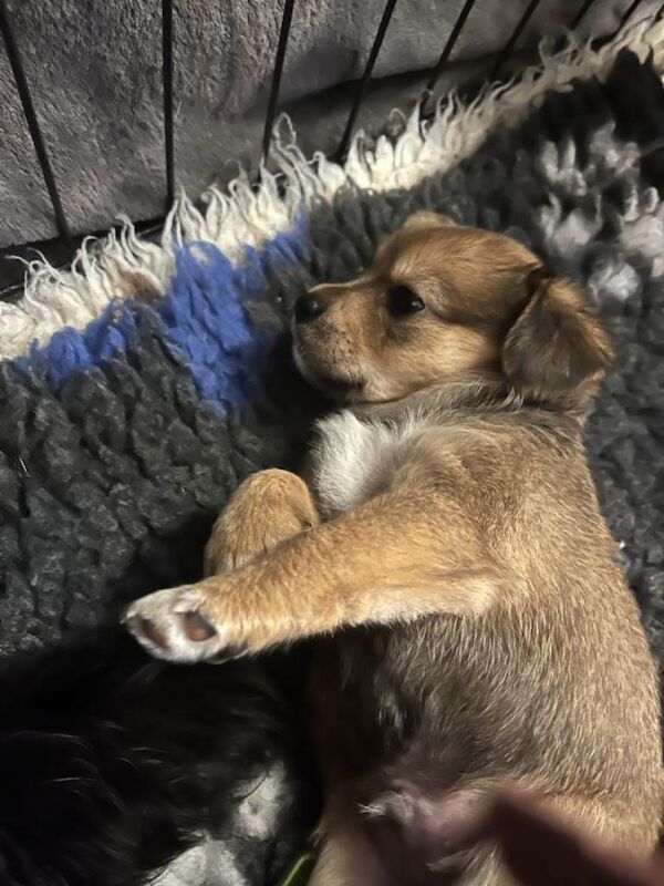 Cavalier King Charles Spaniel puppies for sale in Heanor, Derbyshire – 6 weeks old - Image 2 of 4