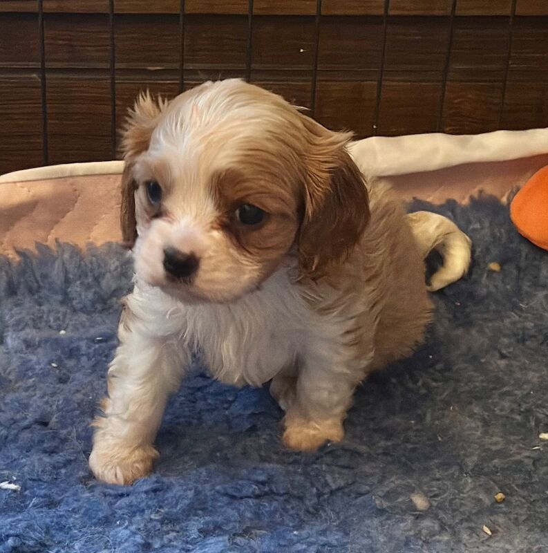 Cavalier King Charles Spaniel puppies for sale in Brampton, Cumbria – 5 weeks old