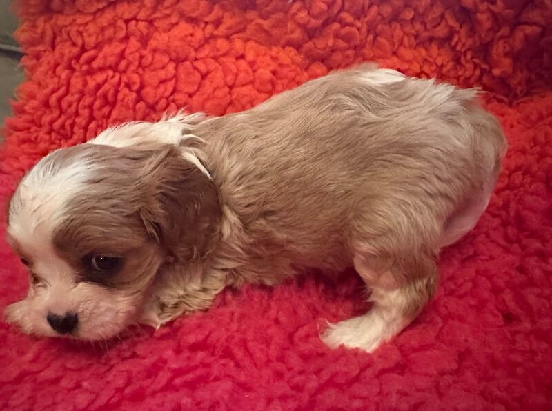 Cavalier King Charles Spaniel puppies for sale in Brampton, Cumbria – 5 weeks old - Image 2 of 4