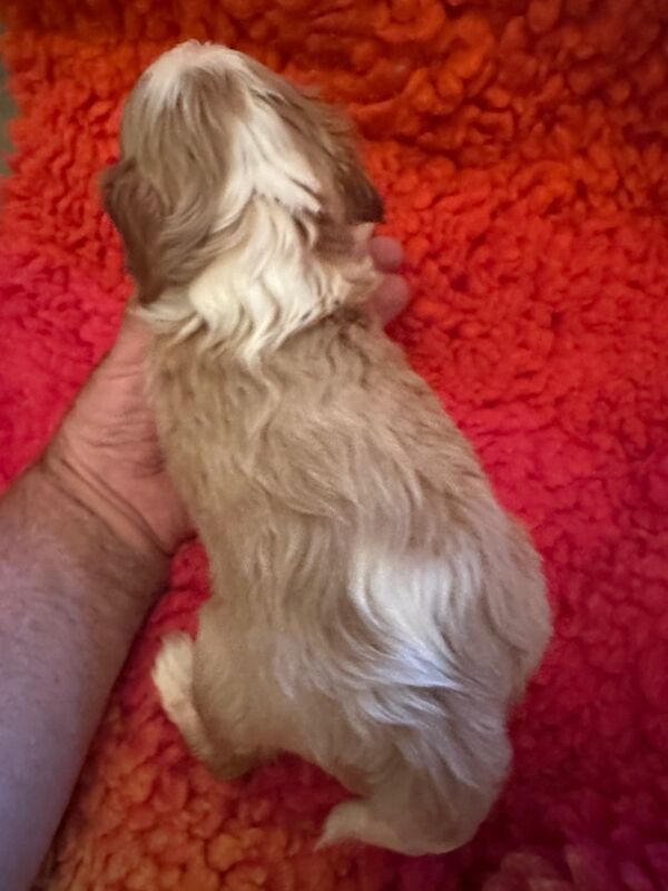 Cavalier King Charles Spaniel puppies for sale in Brampton, Cumbria – 5 weeks old - Image 3 of 4